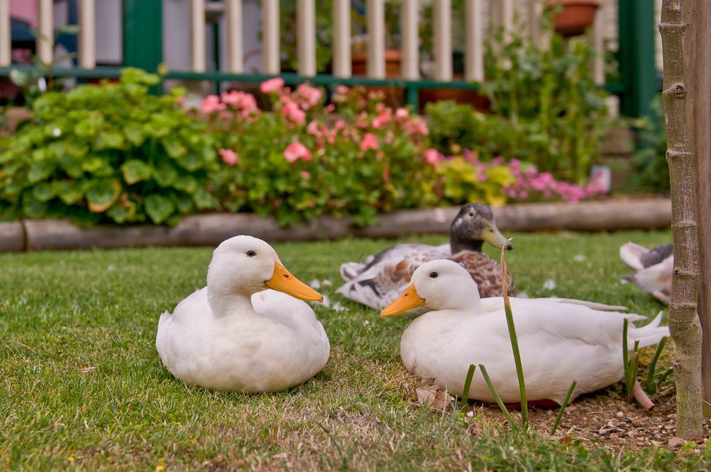 Warragul Gardens Holiday Park Kültér fotó
